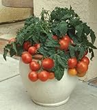 Red Climbing Tomato 'Tumbling Tom Red' (Lycopersicon Esculentum Mill.) Vegetable Plant Seeds, Medium Early