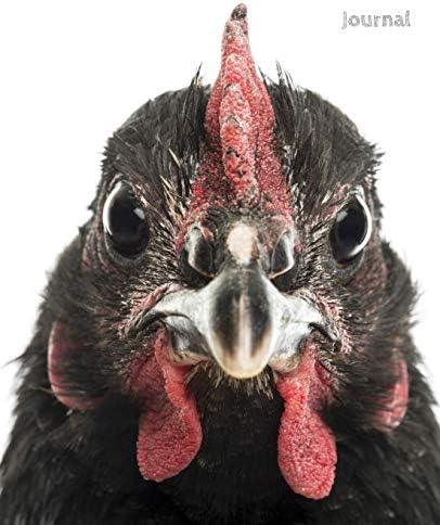 Journal: Black Australorp Chicken