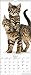2018 Cats Wall Calendar