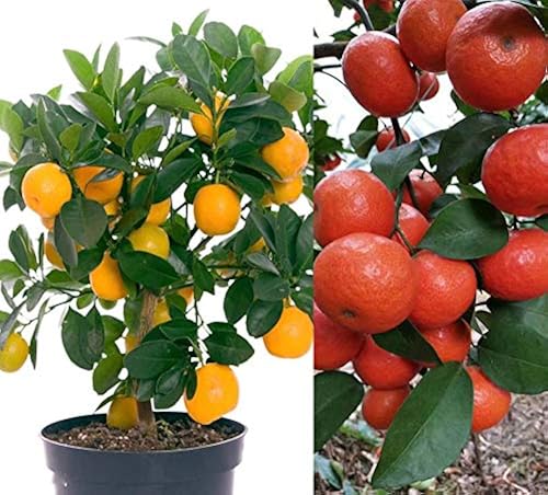 20+ Mandarin Orange Tree Seeds Dwarf Edible Fruit Citrus Fruit Plant ...