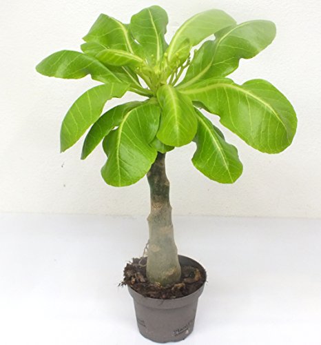 1 Hawaii Palme 50cm+/- brighamia insignis – Bild 3
