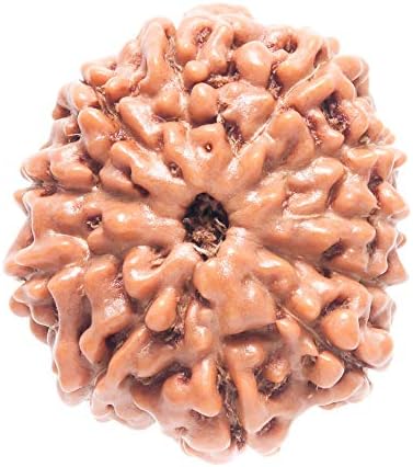 Amorfos Enterprises Wooden 11 Mukhi Faced Natural Rudraksh (Brown)