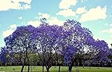 JACARANDA CUSPIDIFOLIA, BLUE rare flowering trumpet tree flamboyan seed 10 seeds