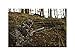 Swedteam Ghillie Suit - Leafy Suit for Men - Supernatural Camouflage - Jacket & Pants -Size Large