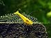 Aquatic Arts 10 Live Neon Yellow Shrimp (Neocaridina davidi - 1/2 to 1 Inch Long)