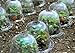 Tierra Garden 50-1100 Haxnicks Protective Plant Bell, 3-Pack