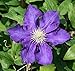 Lady Betty Balfour Clematis Vine - Potted - Magestic - 2.5" Pot