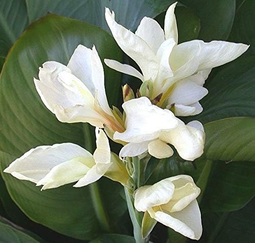 2 x Canna Lily 'Dwarf Green Leaves 'Puck' - Tubers (Free UK Postage)