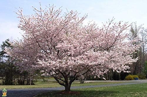 Grow Your Own Weeping Cherry Trees 10 Fresh Cuttings More Trees and Shrubs (Yoshino Cherry) Ald002