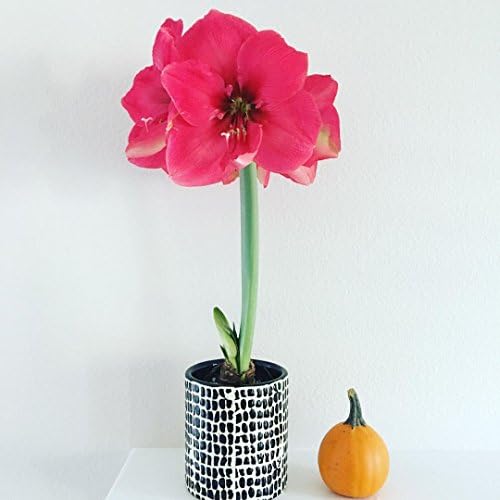 Amaryllis Pink Surprise in a Black and White Ceramic Vase - Potted Amaryllis Bulbs Gift!