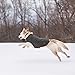 Kurgo Loft Dog Jacket, Reversible Dog Coat, Wear with Harness or Sweater, Water Resistant, Reflective, Winter Coat for Large Dogs (Chili Red, L)