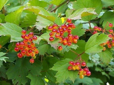 3 Guelder Roses/Viburnum Opulus, 3-4ft Tall in 6L Pot, Flowers & Berries 3fatpigs®