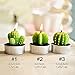 Cactus Candle, HOOKE 6 Pack Decorative Cactus Candles Tea Light Candles for Birthday Party Wedding Spa Home Decoration-3 Styles Mixed Green (Green-3 Styles)