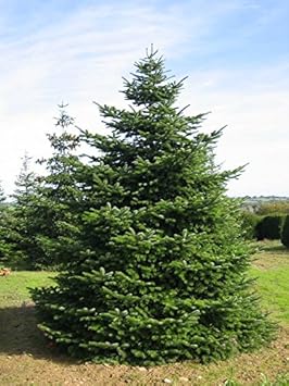 Nordmanntanne beliebter Weihnachtsbaum - Abies nordmanniana - 50-60cm im 5Ltr. Topf