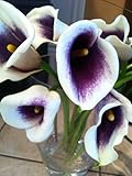 Picasso Calla Lily Bulb - Mint Green and Soft Violet!