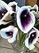 Picasso Calla Lily Bulb - 14/16 cm Bulb - Mint Green and Soft Violet!