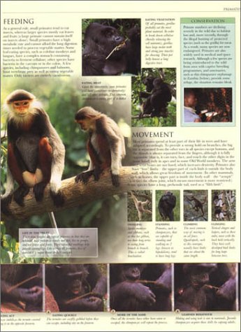 Animal: The Definitive Visual Guide to the World's Wildlife - Thumbnail 4