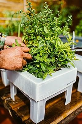 SeedBox SBCUHB-Hierba Buena: Amazon.es: Jardín