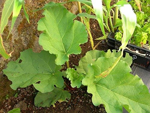 Victoria ruibarbo, Rheum semillas-9-Rhubarb: Amazon.es: Jardín