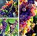 FD3628 Organic Rainbow Grape Seeds Sweet Grapevine Vine Home Garden Plant 10PCs
