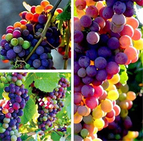 FD3628 Organic Rainbow Grape Seeds Sweet Grapevine Vine Home Garden Plant 10PCs