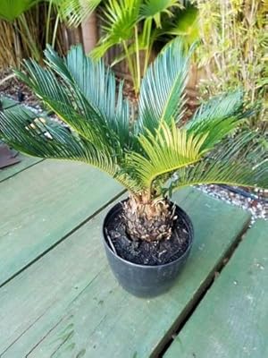 SAGO PALM Cycas revoluta live plant great for bonsai!