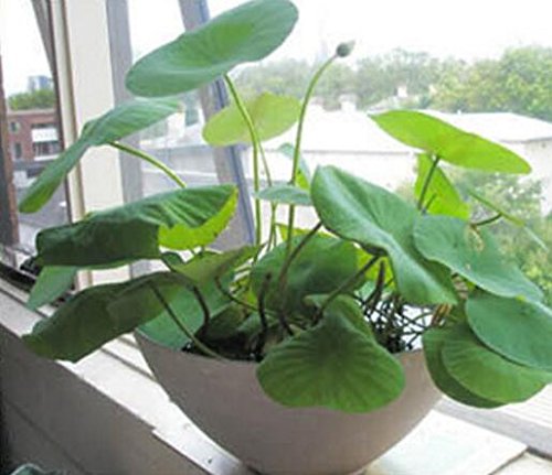 SPHTOEO 20PCS Blue Hydroponic Flowers Aquatic plant balcony indoor and outdoor potted flowers bowl lotus flowers