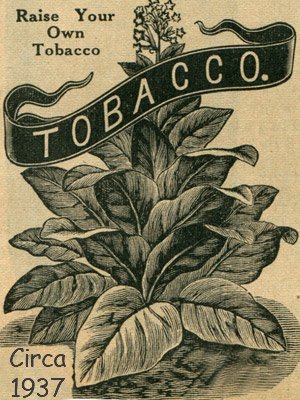 Gold Dollar Tobacco Seed ~100 seeds Gold Dollar Tobacco Seed ~100 seeds