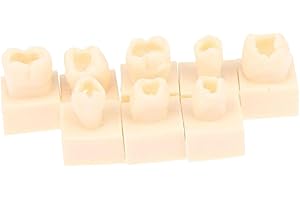 LeeQinersw 8Pcs Resin Teeth Model Set Practice Tools Tooth Model Practice Models for Teaching Study