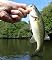 Livro Bass Fishing