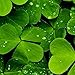 Aquarium Grass Plants Seeds,Aquatic Four-leaved Clover Carpet Water Grass,Oxygenating Weed Live Pond Plant Seeds,Fish Aquatic Water Grass Decor,Easy to Plant Grow Maintain,XYC-10G