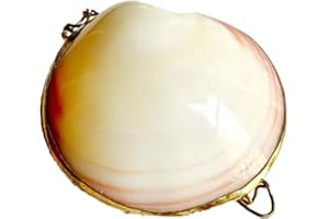Dielianyi Exquisite Seashell Collection Seashell Coin Purse Seashell Pill Box Ring Holder