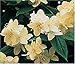 The Fragrant Garden: Growing and Using Scented Plants