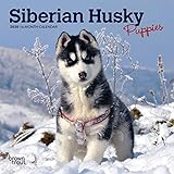 Siberian Husky Puppies 2020 7 x 7 Inch Monthly Mini Wall Calendar, Animal Dog Breeds Husky by 
