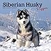 Siberian Husky Puppies 2020 7 x 7 Inch Monthly Mini Wall Calendar, Animal Dog Breeds Husky by 
