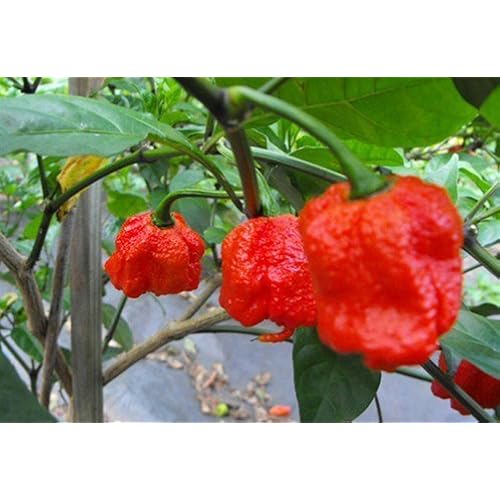 Monsoon Spice Company Carolina Reapers Dry Whole Pepper Pods Hottest Peppers in the World | Free First Class Shipping in USA | Grocery & Gourmet Food, Produce, Fresh Vegetables, Peppers, Chili Peppers