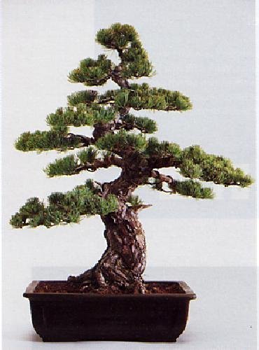 title=Tropica- Bonsai- pino bianco (Pinus parviflora)- 12 semi