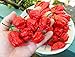 3x Fresh ORGANIC Carolina Reaper Peppers - World's Hottest Chili!