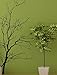 Stickerbrand© Nature Vinyl Wall Art Bare Tree Branch Wall Decal Sticker - Black, 72
