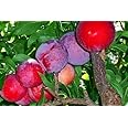 Red June Plum - Self Pollinating Live Fruit Tree Shipped 2 to 3 Feet Tall by DAS Farms (No California)