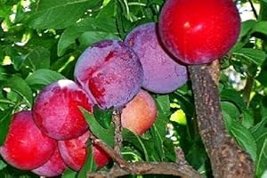 Plum - Self Pollinating Live Fruit Tree Shipped 3 Feet Tall by DAS Farms (No California) (Red June)