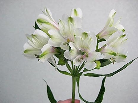 Amazon Co Jp アルストロメリア 生花 切り花 フィネッセ Wなど 5本 ホーム キッチン
