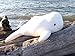 This Place is a Zoo Big 24" Beluga Whale Stuffed Animal - Cool Looking Large Plush Beluga