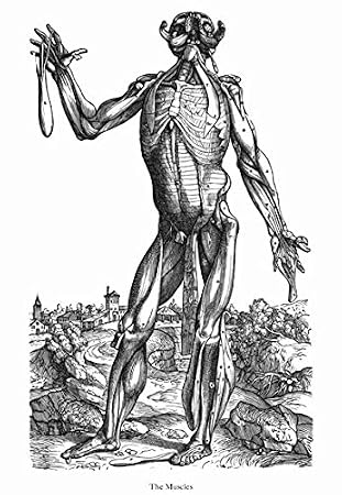 Amazoncom Ml33 Vintage Medical Anatomy Illustration Human