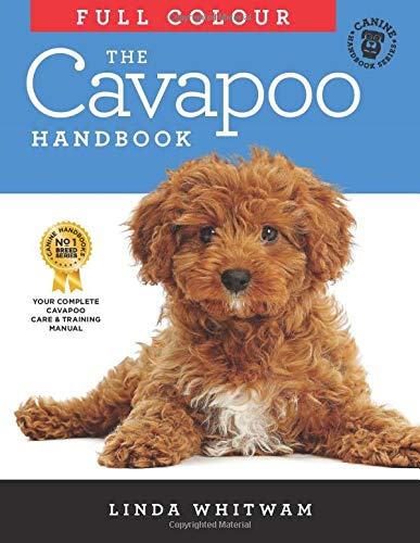 cavapoo items