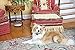 PetSafe Indoor Radio Fence for Cats and Dogs, Transmitter Only, Adjustable Range Up to 10 feet Radius, Tone and Static Correction - from The Parent Company of Invisible Fence Brand