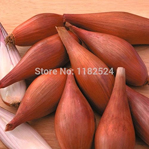 Hot Sale!!! 500 SEEDS - 
