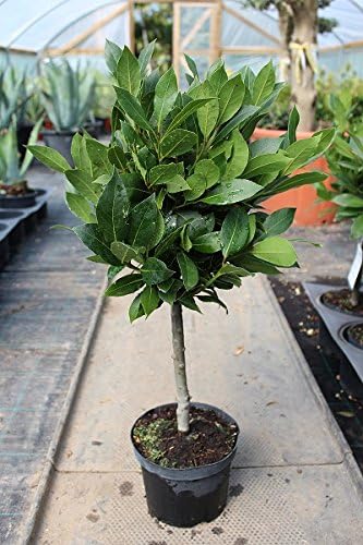 Laurus nobilis/Bay Mini Standard : 2.5L Pot : 50-60cm High (exc pot)