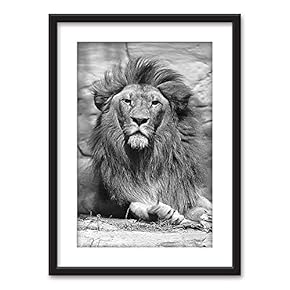 Framed Male Lion in Black White Black Picture...