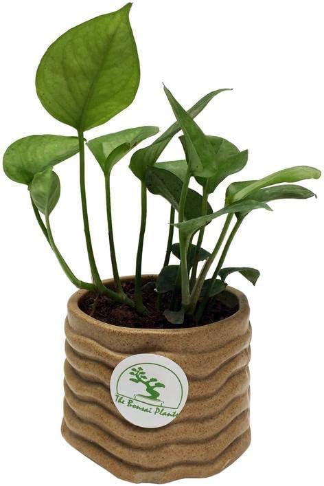 The Bonsai Plants - Good Luck Money Plant For Tabletop Indoor Real Live Plant In Free Brown Sack Shaped Ceramic Pot For Home - Low Maintenance - Office Or Home
